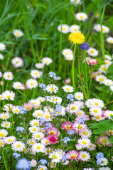 Beautiful flowers of pink and white daisies in the green grass of the garden.