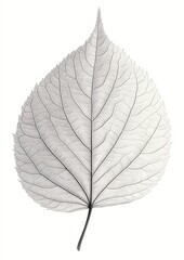 Obraz premium Single Linden Leaf on White Background Showing Veins and Delicate Texture