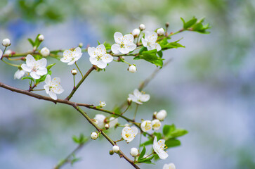 Cherry branch with beautiful background