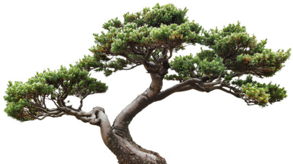 Majestic bonsai tree with lush green foliage on transparent background