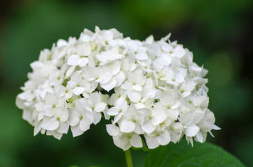 Blooming white hydrangea plants in full bloom