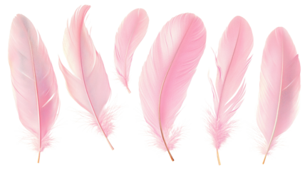 Set of pink feathers floating on transparent background