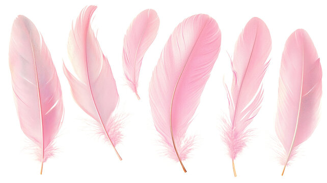 Fototapeta Set of pink feathers floating on transparent background