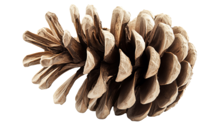 Single ponderosa pine cone laying on transparent background