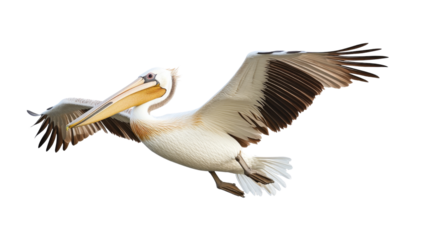 Great white pelican gliding with outstretched wings on transparent background