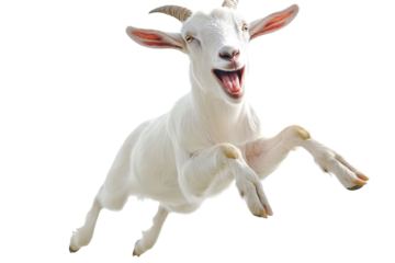 A white goat is in mid-air, displaying a joyful expression with its mouth open. The bright background enhances its playful jump, capturing a moment of freedom and energy
