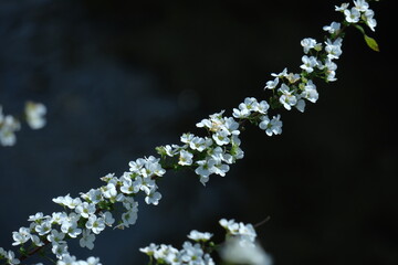 枝が曲線を描く