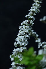 枝が曲線を描く