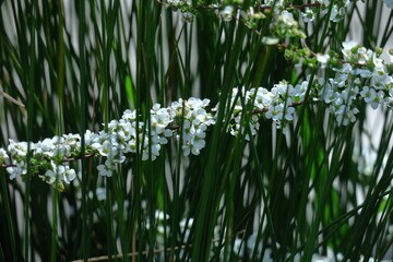 枝が曲線を描く