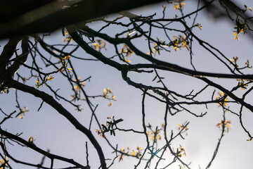 sunny weather in an orchard with walnuts