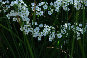 枝が曲線を描く