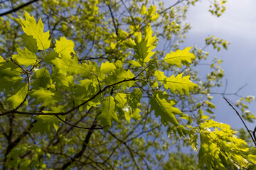 green new oak foliage in sunny weather