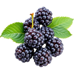Fototapeta premium Fresh Ripe Blackberries Isolated on White background