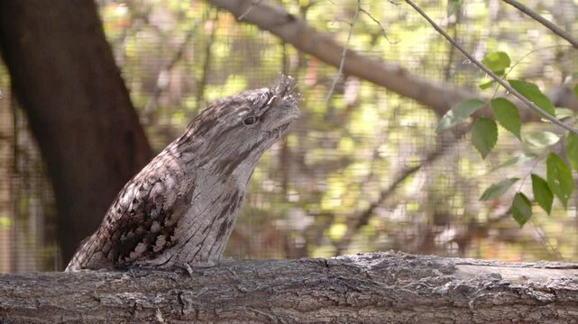 Tawny Frogmouth Bird on a branch