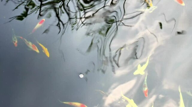 Video footage of a school of small carp swimming upstream and downstream in a fish pond that uses a water filtration system and continuously recirculates the pond water.
