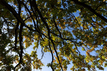 the yellowing foliage of an oak tree growing in a field