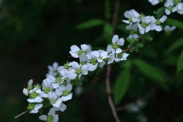 枝が曲線を描く