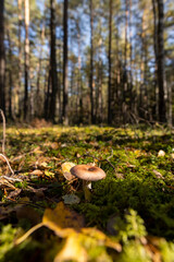 old mushrooms in the autumn forest in sunny