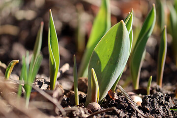 Green leaves of tulip sprouts in garden in early spring