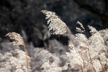 Dry reed (Phragmites australis) illuminated by the sun in the wild in early spring