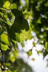 green new foliage of a linden tree in sunny weather