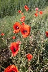 a large number of red poppies in the green grass