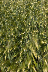 an agricultural field where green unripe rye grows