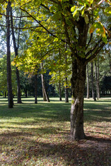 different types of deciduous trees in the park at the end of summer