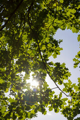 a park with lots of maple trees with green foliage in late summer