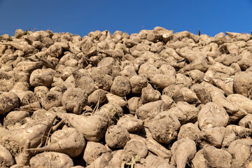 a large amount of sugar beet after harvesting and preparation of beet transportation