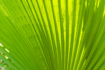 Close-up view of vibrant green palm leaf illuminated by sunlight, delicate texture and natural beauty of the tropical plant. Bright green palm leaves basking in sunlight
