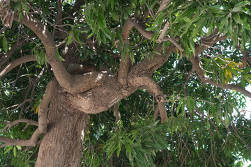 Branches of large trees