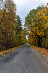an asphalt road on the side of which a large number of maple trees grow in the autumn season