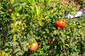  Ripe pomegranates hanging on lush green branches in sunlight, symbolizing natural growth and organic agriculture