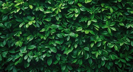 Obraz premium green background created from the tree wall fresh green foliage