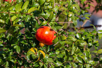  Ripe pomegranate hanging on tree amidst vibrant green leaves in sunny orchard setting