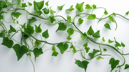Obraz premium a vine with leaves on a clear background, green gourd and foliage, pumpkin foliage