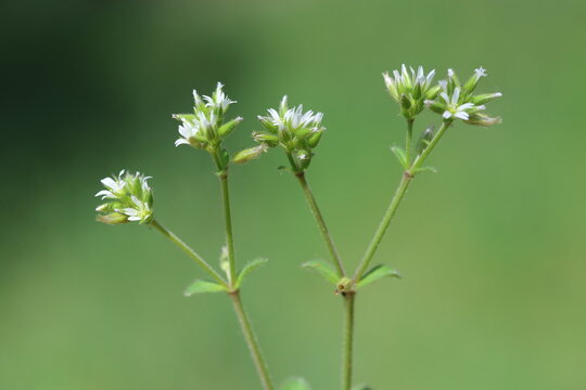 close up of flowers of cerastium glomeratum thuill (Sticky mouse-ear chickweed)