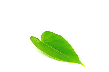 Blatt der Anthurie vor weißem Hintergrund