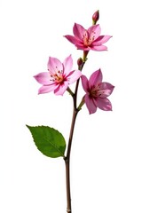 Obraz premium Single branch with flowers isolated on white background, nature, solitary, isolated