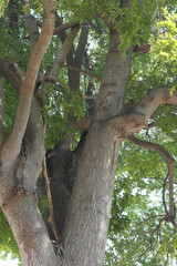 Branches of large trees