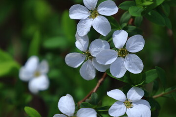 枝が曲線を描く