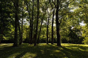 Obraz premium a park with lots of maple trees with green foliage in late summer