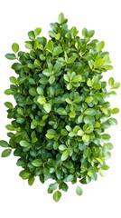 Fototapeta premium Lush Green Leafy Bush Isolated on Blank White Background for Eco Friendly Designs