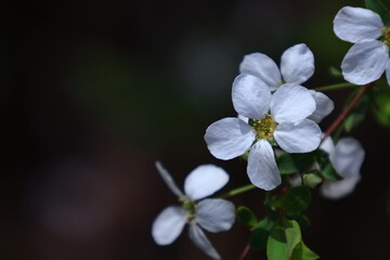 枝が曲線を描く