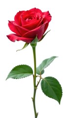 Single rose isolated against white background, rose, nature, petals