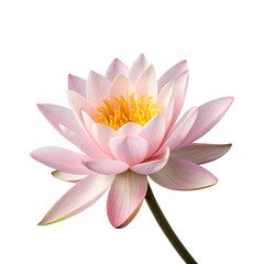 beautiful pink lotus flower with delicate petals and vibrant yellow center, isolated on white