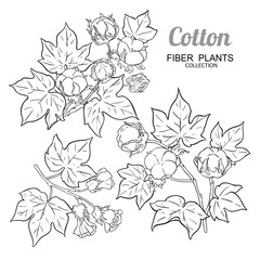 Fototapeta premium Cotton Branch with Flowers, and Leaves Outline Illustration. Vector isolated for design or decoration.