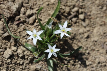 Star of Bethlehem (Ornithogalum orthophyllum)
