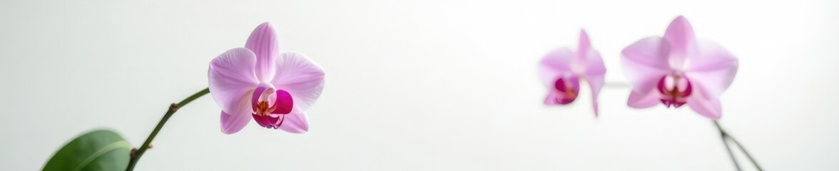 Fototapeta premium Single orchid on white background with subtle lighting, nature, plant, flower